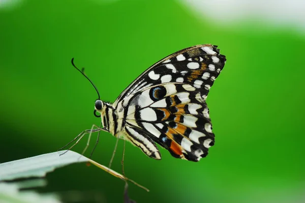 Swallowtail Mariposa Hermoso Insecto — Foto de Stock