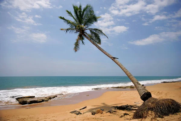 Een Palmboom Het Zandstrand Van Sri Lanka — Stockfoto