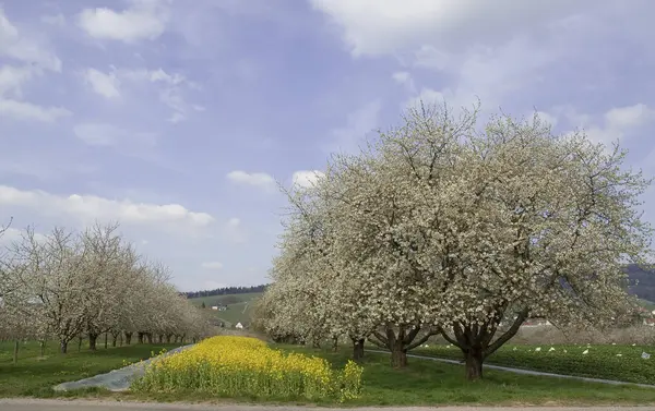 Sakura Kirschblüte Blumen — Stockfoto