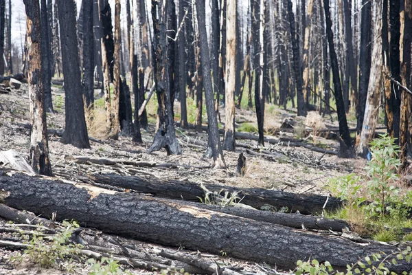 Después Los Incendios Forestales Kaibab Bosque Nacional — Foto de Stock
