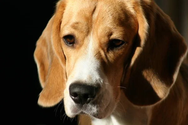 Beagle Portrecie — Zdjęcie stockowe