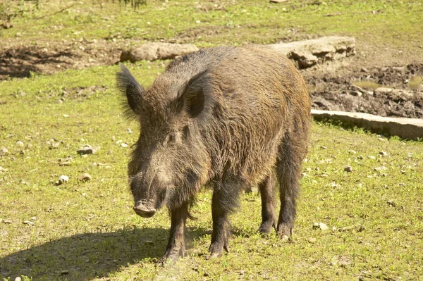 Naturskön Utsikt Över Landsbygden Selektivt Fokus — Stockfoto