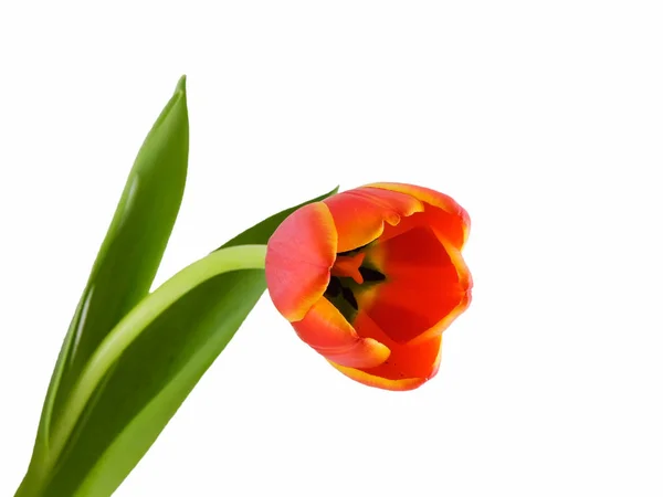 Scenic View Beautiful Tulip Flower — Stock Photo, Image