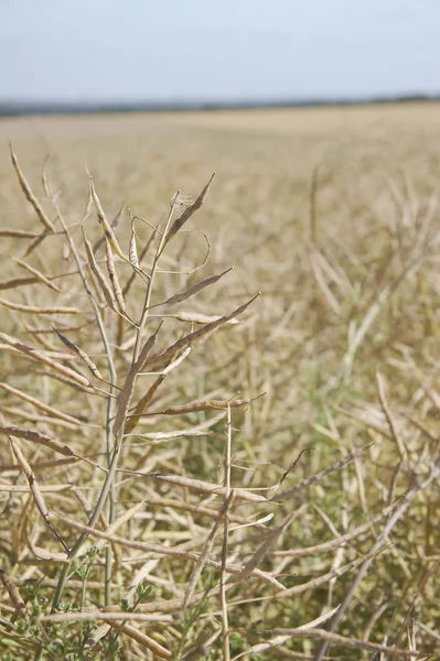 Άποψη Του Cornfield Έννοια Της Γεωργίας — Φωτογραφία Αρχείου