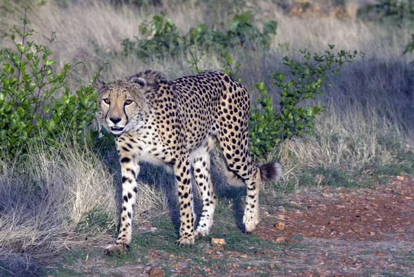 Cheetah Cheetah Namibia — 图库照片