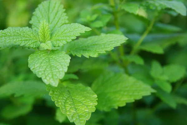 Olika Ingredienser Selektivt Fokus — Stockfoto