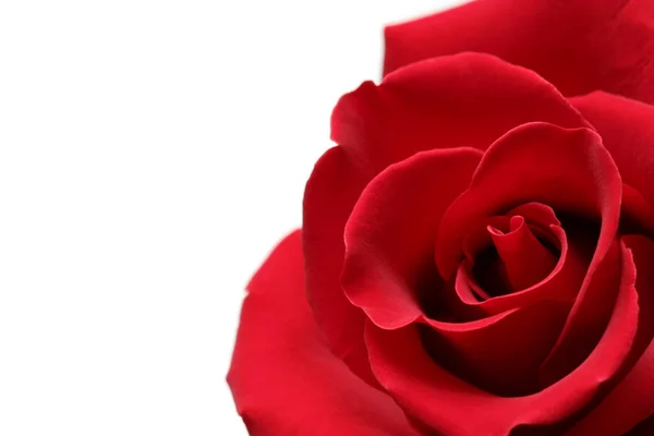 Rote Rosenblütenblätter Flora — Stockfoto