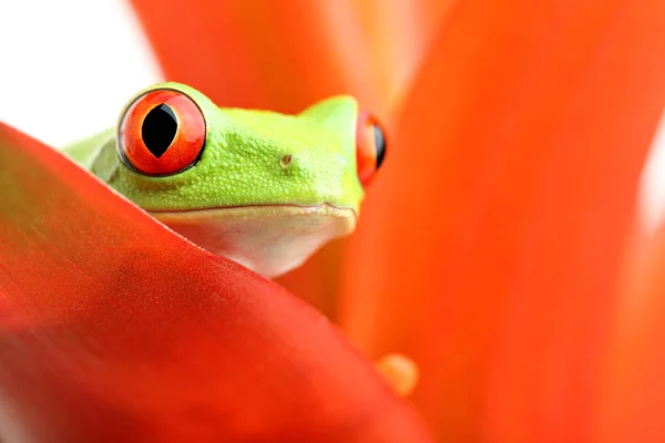 Żaba Tropikalna Zwierzę Płazów — Zdjęcie stockowe