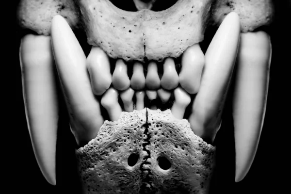 ブラックで隔離された邪悪な頭蓋骨 ボブキャット — ストック写真