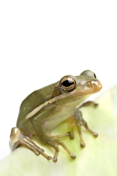 Kikker Close Blad — Stockfoto