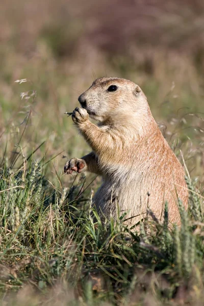 Perro Pradera Común Animal Naturaleza — Foto de Stock