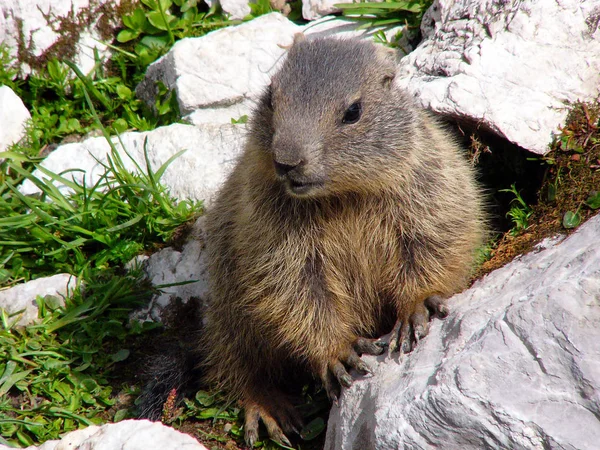 Marmotte Marmotte Rongeur — Photo