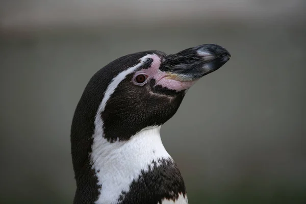 鳥や野性の概念を — ストック写真