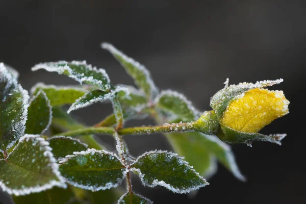 Schöne Blumen Florales Konzept Natur Hintergrund — Stockfoto