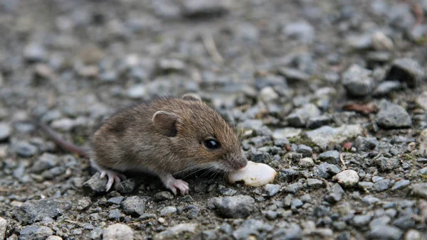 Djurlivsscenen Vacker Natur — Stockfoto