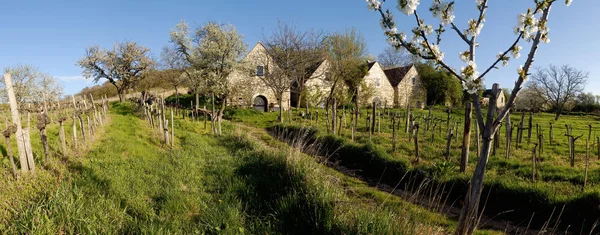 Winery Spring — Stock Photo, Image