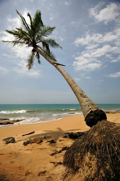Пальма Песчаном Пляже Сри Ланка — стоковое фото