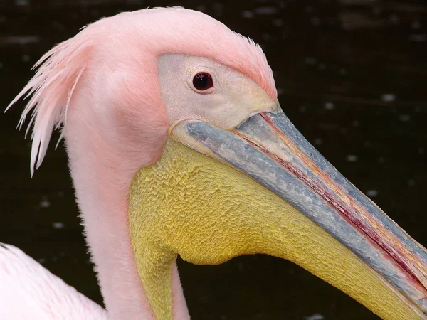 Malerischer Blick Auf Den Schönen Pelikan Der Natur — Stockfoto