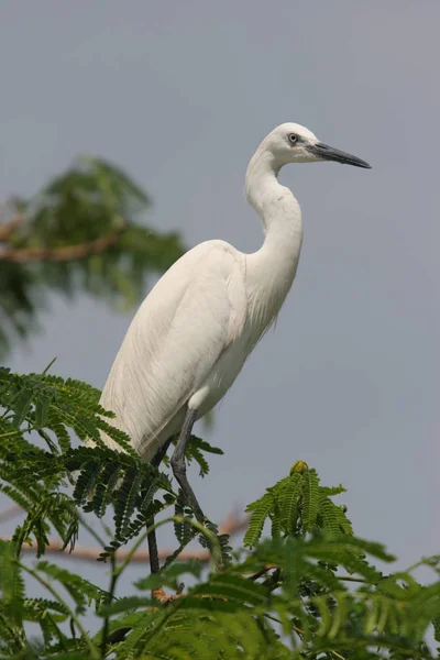 Oiseau Blanc Egret Uganda — Photo