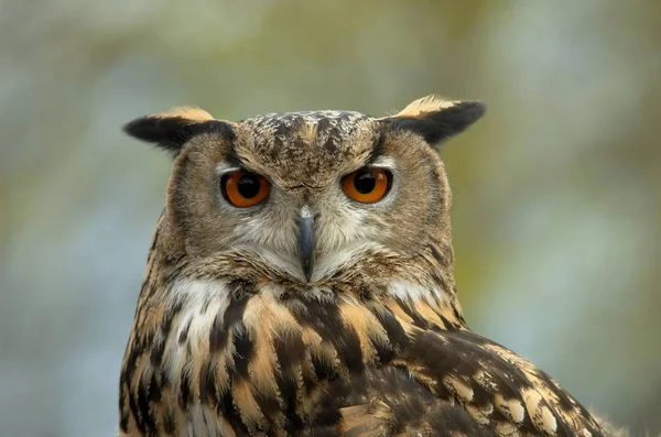 Schilderachtig Uitzicht Prachtige Vogel Natuur — Stockfoto