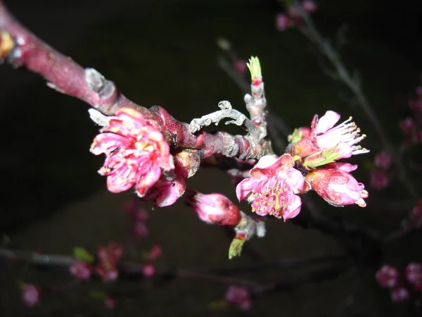 Flores Flor Primavera Árbol — Foto de Stock