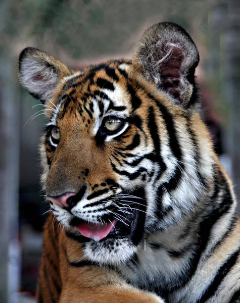 Raubkatze Gestreiftes Tigertier — Stockfoto