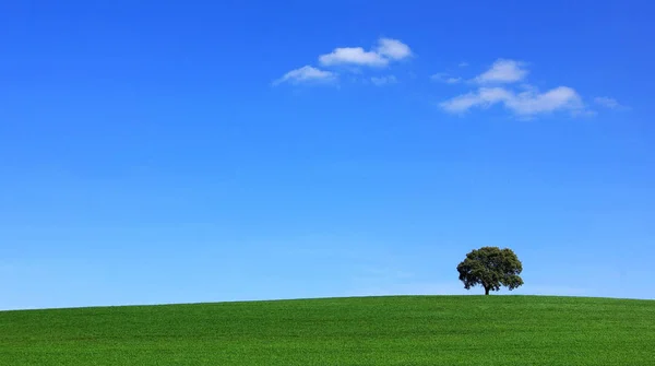 Árbol Aislado Campo —  Fotos de Stock