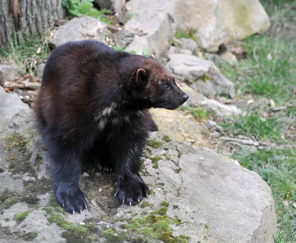 Predatore Del Ghiottone Bruno Mammifero — Foto Stock