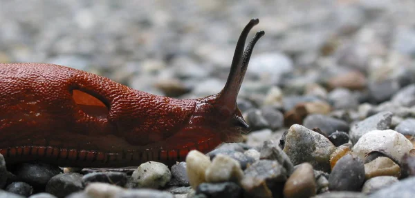 Lumaca Lumaca Animale Melma — Foto Stock