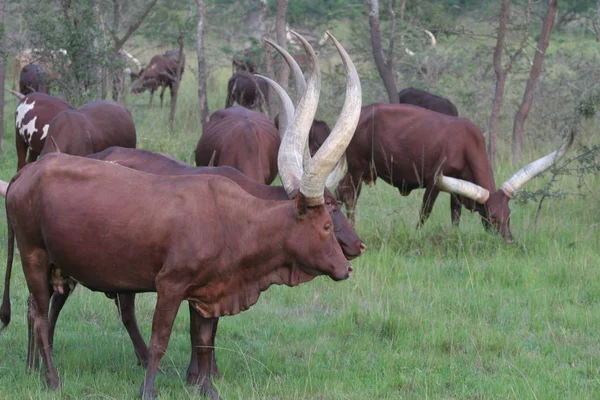 Brown Cow Ugand — Stock Photo, Image