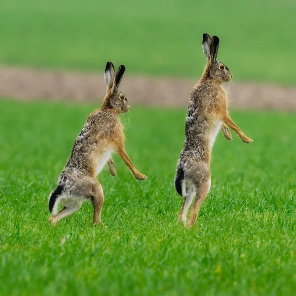 Wildlife Scene Beautiful Nature — Stock Photo, Image