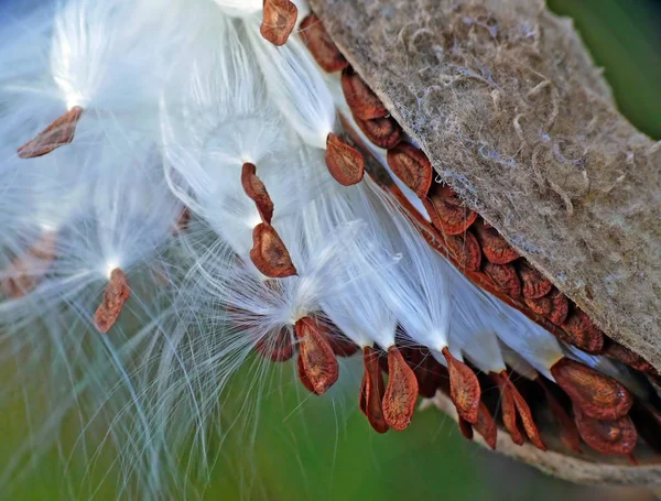 Schirmchenflieger Seed Dispersal Wind Anemochorie — Stock Photo, Image