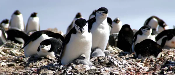 Vacker Utsikt Över Söta Pingvinfåglar Naturen — Stockfoto