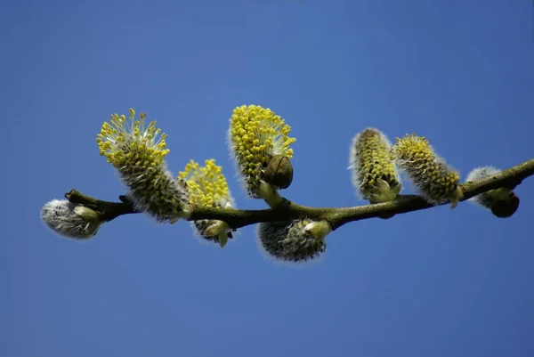 Willow Catkins Yakın Görüntüsü — Stok fotoğraf