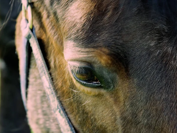 野生の自然でかわいい馬 — ストック写真