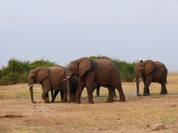 Gran Animal Africano Elefante — Foto de Stock