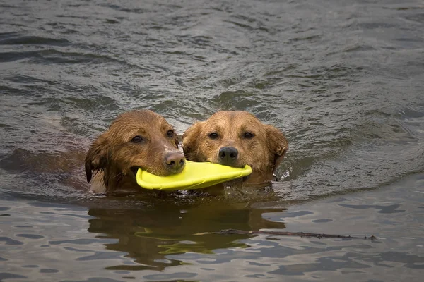 在水里打捞狗和拉布拉多犬 — 图库照片