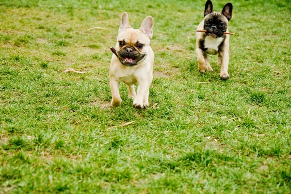 Außenaufnahmen Von Niedlichen Hunden — Stockfoto