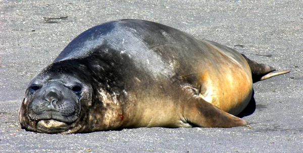 Anjing Laut Hewan Laut Laut — Stok Foto