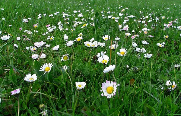 Fiori Margherite Fiori Bianchi — Foto Stock