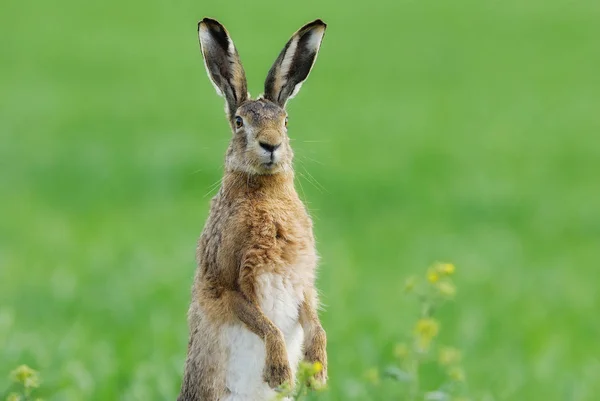 Wildszene Schöne Natur — Stockfoto