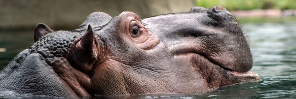 Hippopotamus Mammal Animal Hippo — Stock Photo, Image