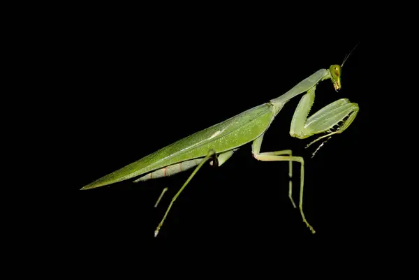 Προσευχή Mantis Έντομο Bug — Φωτογραφία Αρχείου