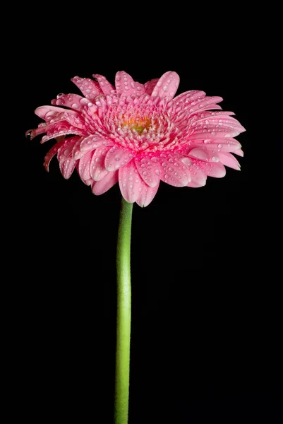 Gerbera Virágszirmok Flóra — Stock Fotó