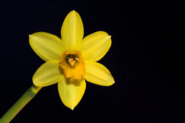 Vackra Blommor Blommigt Koncept Bakgrund — Stockfoto