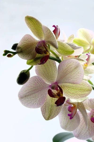 Cênica Bela Flor Orquídea Colorida — Fotografia de Stock