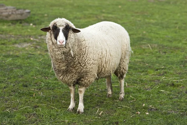 Κατοικίδια Πρόβατα Βοσκότοπο — Φωτογραφία Αρχείου