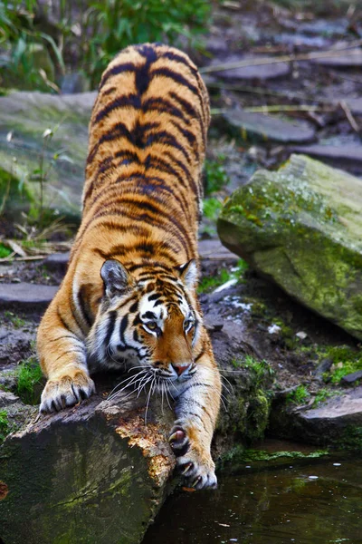 Yırtıcı Vahşi Kedi Çizgili Kaplan Hayvanı — Stok fotoğraf