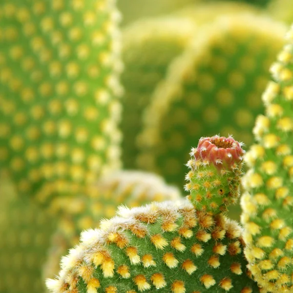 Cactus Planta Tropical Flora —  Fotos de Stock