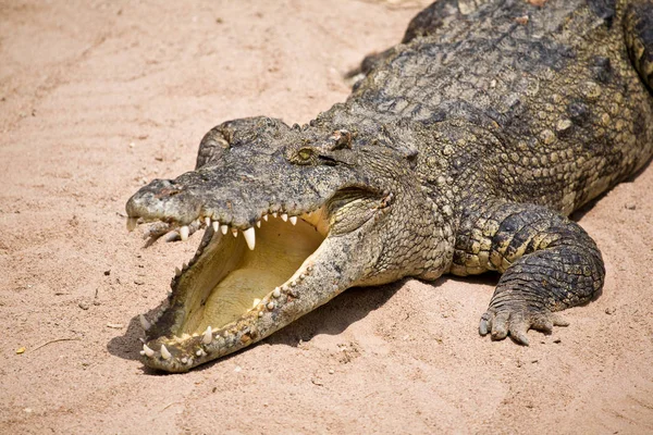 Crocodilo Jacaré Carnívoro Animal — Fotografia de Stock